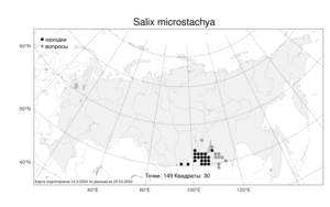 Salix microstachya, Ива мелкосережчатая Turcz. ex Trautv., Атлас флоры России (FLORUS) (Россия)