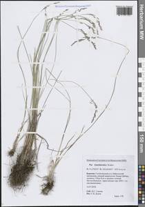 Мятлик разноцветный Besser, Сибирь, Прибайкалье и Забайкалье (S4) (Россия)