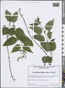 Шлемник высочайший, Шлемник высокий L., Восточная Европа, Нижневолжский район (E9) (Россия)