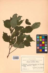 Prunus nipponica var. kurilensis (Miyabe) E. H. Wilson, Сибирь, Дальний Восток (S6) (Россия)