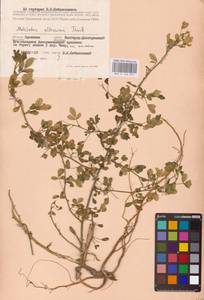 Донник высочайший Thuill., Восточная Европа, Южно-Украинский район (E12) (Украина)