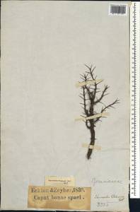 Monsonia patersonii DC., Африка (AFR) (ЮАР)