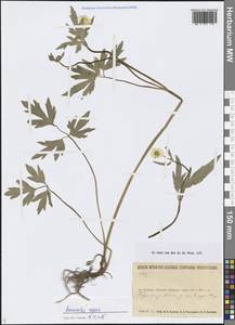 Лютик ползучий L., Сибирь, Прибайкалье и Забайкалье (S4) (Россия)