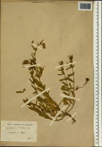 Helianthemum ledifolium subsp. ledifolium, Зарубежная Азия (ASIA) (Сирия)