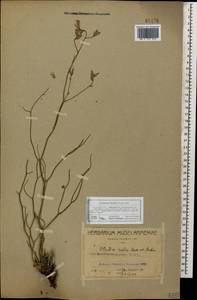 Limonium fischeri (Trautv.) Lincz., Кавказ, Азербайджан (K6) (Азербайджан)
