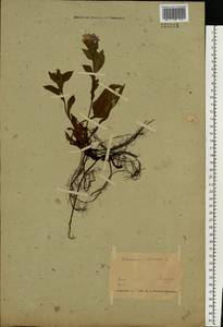 Медуница неясная, Медуница темная Dumort., Восточная Европа, Белоруссия (E3a) (Белоруссия)