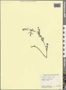 Cardamine × uliginosa M.Bieb., Кавказ, Армения (K5) (Армения)