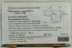 Plagiomnium cuspidatum (Hedw.) T.J. Kop., Гербарий мохообразных, Мхи - Центральное Нечерноземье (B6) (Россия)