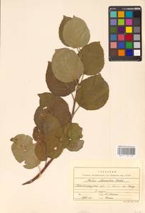 Яблоня домашняя (Suckow) Borkh., Восточная Европа, Нижневолжский район (E9) (Россия)