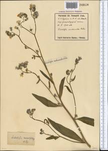 Lindelofia anchusoides subsp. anchusoides, Средняя Азия и Казахстан, Сырдарьинские пустыни и Кызылкумы (M7) (Узбекистан)