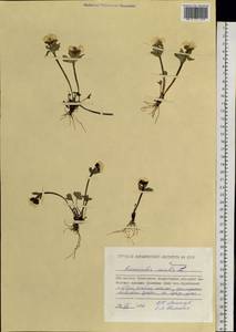 Лютик снеговой L., Сибирь, Чукотка и Камчатка (S7) (Россия)