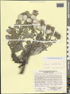 Наголоватка Рупрехта Boiss., Кавказ, Дагестан (K2) (Россия)