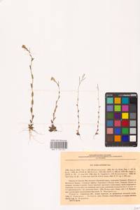 Резуха ушастая Lam., Восточная Европа, Южно-Украинский район (E12) (Украина)