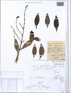 Euclea divinorum Hiern, Африка (AFR) (Эфиопия)