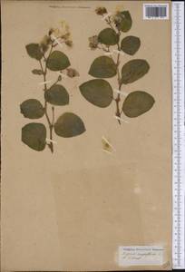 Begonia cucullata, Америка (AMER) (Бразилия)
