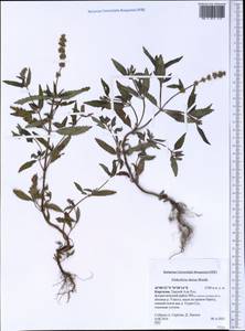 Elsholtzia densa Benth., Средняя Азия и Казахстан, Северный и Центральный Тянь-Шань (M4) (Киргизия)