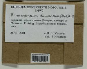 Dicranodontium denudatum (Brid.) E. Britton, Гербарий мохообразных, Мхи - Западная Европа (BEu) (Германия)