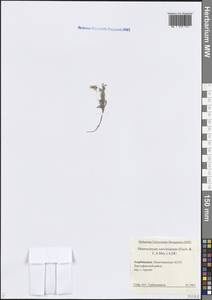 Pseudoheterocaryum szovitsianum (Fisch. & C.A.Mey.) Kaz.Osaloo & Saadati, Кавказ, Азербайджан (K6) (Азербайджан)