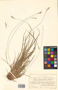 Carex subumbellata Meinsh., Сибирь, Дальний Восток (S6) (Россия)