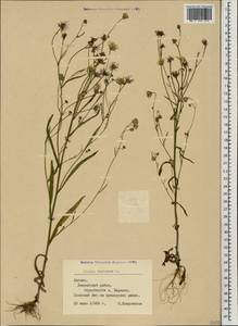 Скерда кровельная L., Восточная Европа, Латвия (E2b) (Латвия)