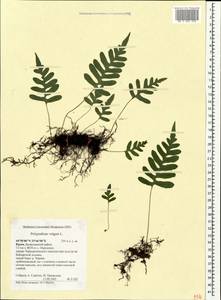 Многоножка обыкновенная L., Крым (KRYM) (Россия)