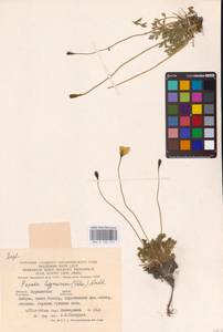 Oreomecon lapponica subsp. lapponica, Восточная Европа, Северный район (E1) (Россия)