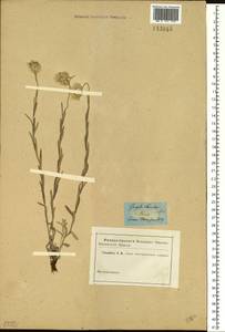 Эдельвейс эдельвейсовидный (Willd.) Beauverd, Сибирь, Прибайкалье и Забайкалье (S4) (Россия)