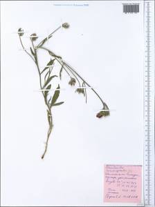 Convolvulus ×sericocephalus Juz., Крым (KRYM) (Россия)