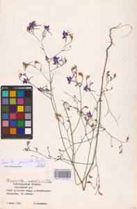Delphinium consolida subsp. paniculatum (Host) N.Busch, Восточная Европа, Нижневолжский район (E9) (Россия)