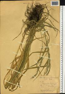 Пырейник Гмелина (Trin.) Tzvelev, Сибирь, Западный (Казахстанский) Алтай (S2a) (Казахстан)