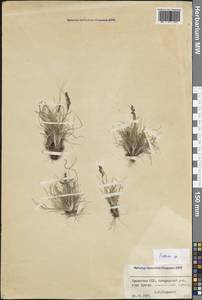 Овсяница, Кавказ, Армения (K5) (Армения)