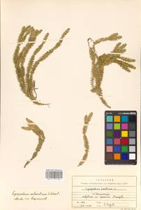 Spinulum annotinum subsp. annotinum, Сибирь, Дальний Восток (S6) (Россия)