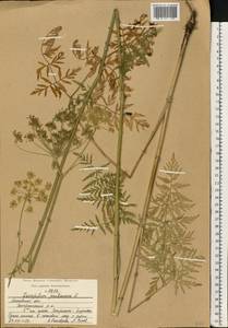 Silphiodaucus prutenicus (L.) Spalik, Wojew., Banasiak, Piwczyñski & Reduron, Восточная Европа, Московская область и Москва (E4a) (Россия)