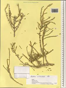 Anabasis articulata (Forssk.) Moq., Зарубежная Азия (ASIA) (Израиль)