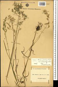 Костер японский Houtt., Кавказ, Азербайджан (K6) (Азербайджан)