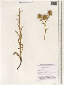 Carthamus persicus Willd., Зарубежная Азия (ASIA) (Израиль)