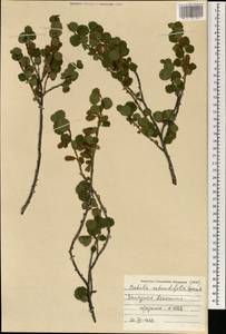 Береза железистая Michx., Монголия (MONG) (Монголия)