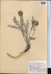 Кузиния лохматая C. Winkl., Средняя Азия и Казахстан, Памир и Памиро-Алай (M2) (Таджикистан)