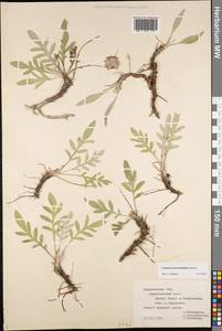 Псефеллюс Маршалла (Spreng.) K.Koch, Восточная Европа, Центральный лесостепной район (E6) (Россия)