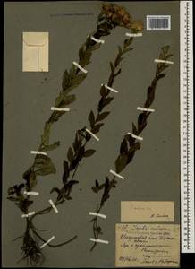 Pentanema asperum (Poir.) G.V.Boiko & Korniy., Кавказ, Северная Осетия, Ингушетия и Чечня (K1c) (Россия)