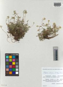 KUZ 005 621, Odontarrhena obovata C.A.Mey., Сибирь, Алтай и Саяны (S2) (Россия)