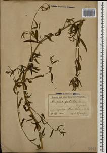 Лебеда раскидистая L., Кавказ, Азербайджан (K6) (Азербайджан)