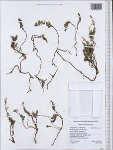 Galium aetnicum Biv., Западная Европа (EUR) (Италия)