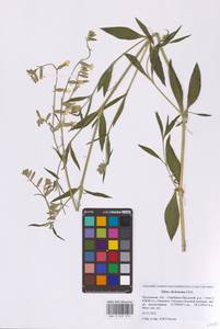 Смолевка вильчатая Ehrh., Восточная Европа, Московская область и Москва (E4a) (Россия)