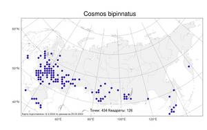 Cosmos bipinnatus, Космея двоякоперистая Cav., Атлас флоры России (FLORUS) (Россия)