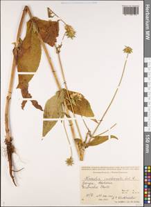 Короставник крупнообертковый Sommier & Lév., Кавказ, Грузия (K4) (Грузия)