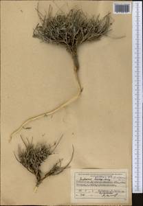 Володушка высокая M.Bieb., Средняя Азия и Казахстан, Памир и Памиро-Алай (M2) (Узбекистан)