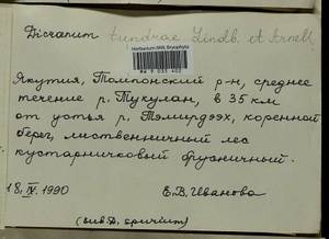 Dicranum elongatum Schleich. ex Schwägr., Гербарий мохообразных, Мхи - Якутия (B19) (Россия)