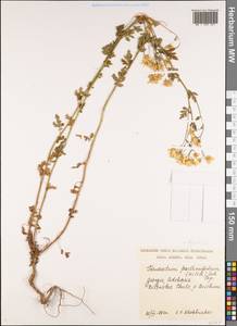 Tanacetum partheniifolium (Willd.) Sch. Bip., Кавказ, Грузия (K4) (Грузия)