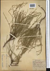 Хвойник двухколосковый, Эфедра двуколосковая L., Средняя Азия и Казахстан, Северный и Центральный Казахстан (M10) (Казахстан)